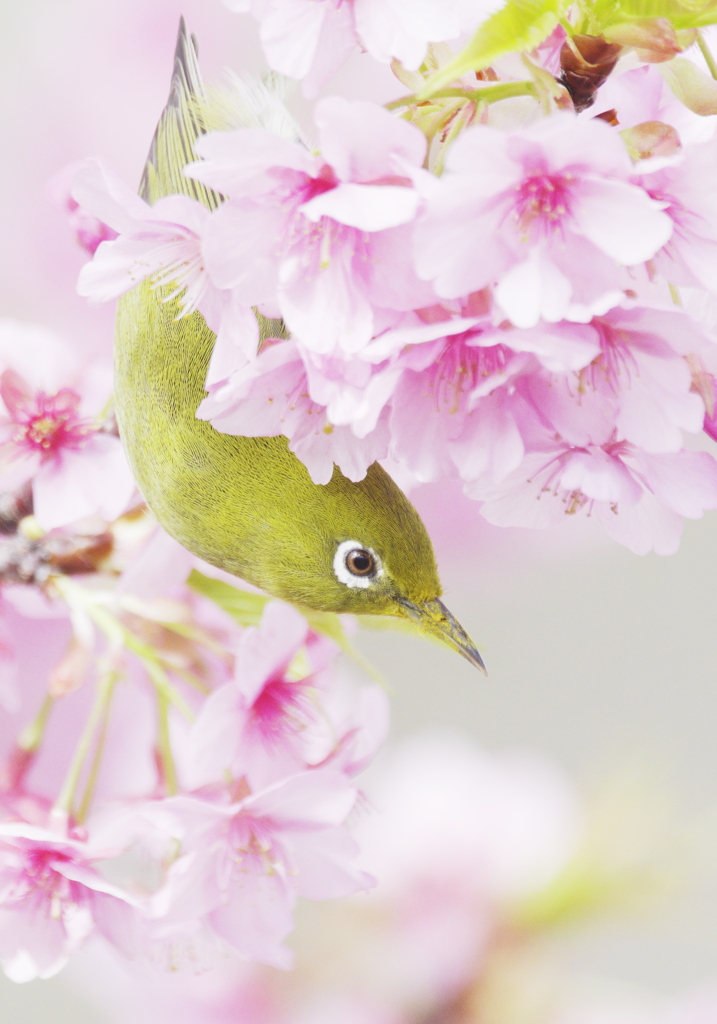 蜜を探すメジロ