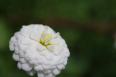 春の白い花１