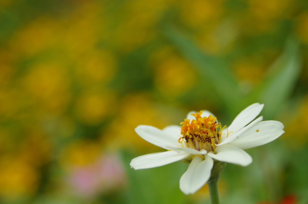 夏の白い花２