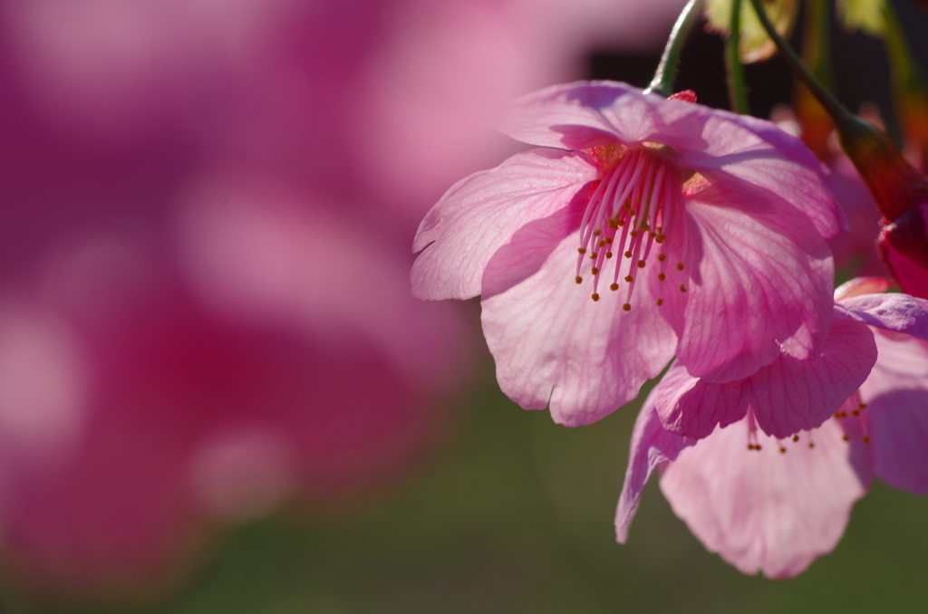 日差しを受ける桜