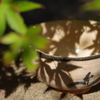 もみじの木の下の茶碗１
