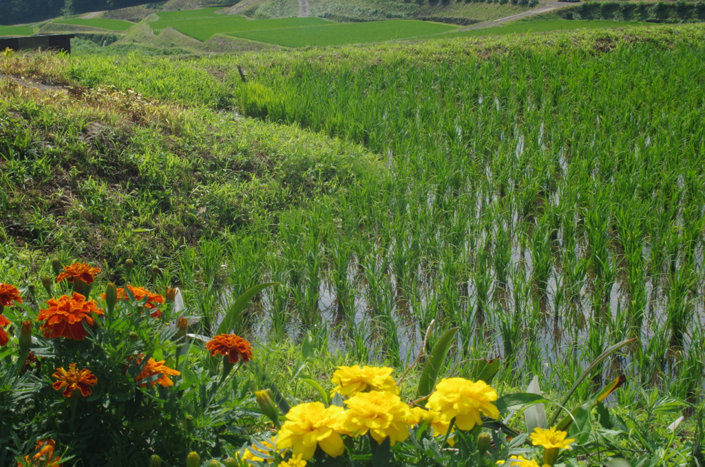 田植えの終わった棚田