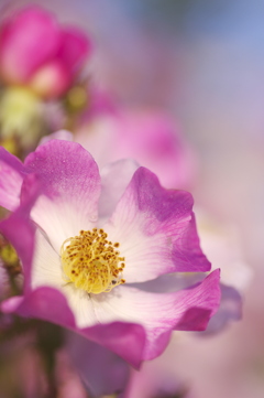 朝日を浴びる薔薇