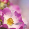 朝日を浴びる薔薇