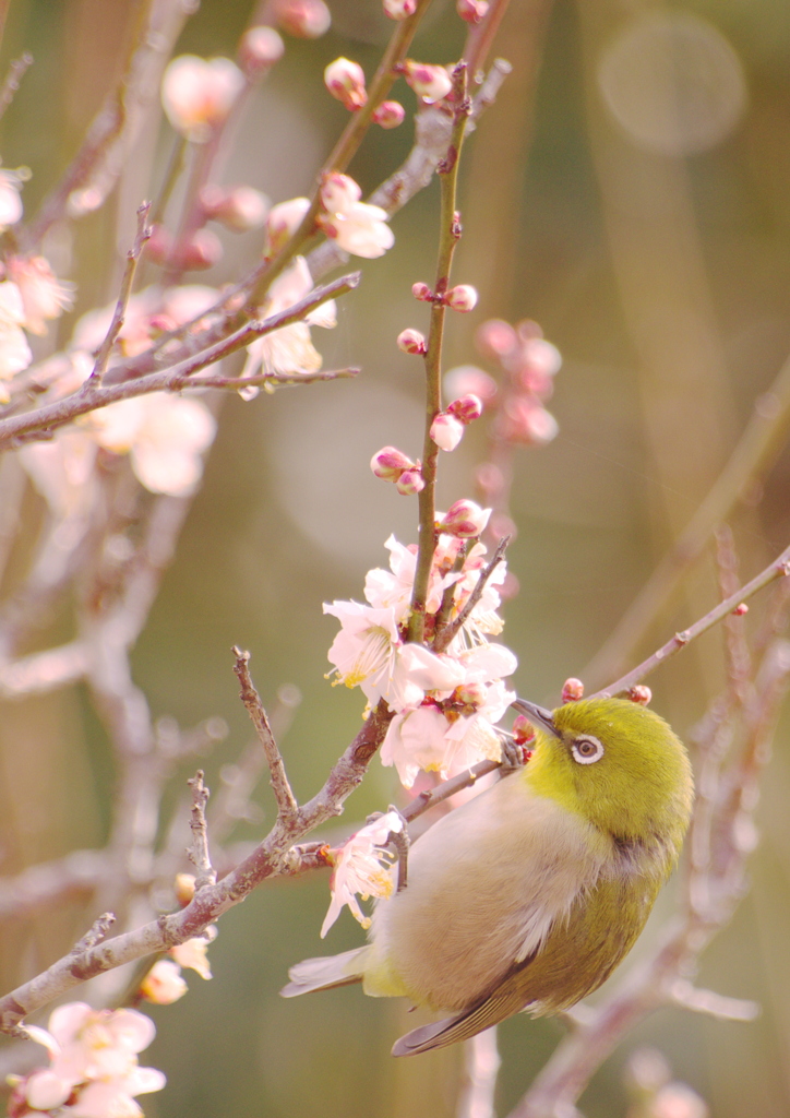 蜜を吸うのに夢中