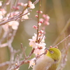 蜜を吸うのに夢中