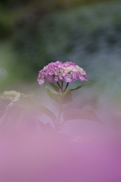 湖畔の紫陽花