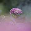 湖畔の紫陽花