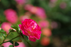 薔薇園の赤いバラ
