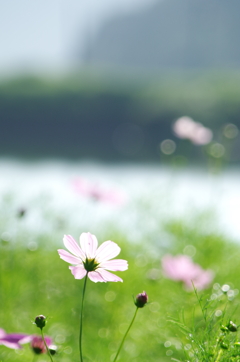 水辺の秋桜