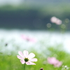 水辺の秋桜
