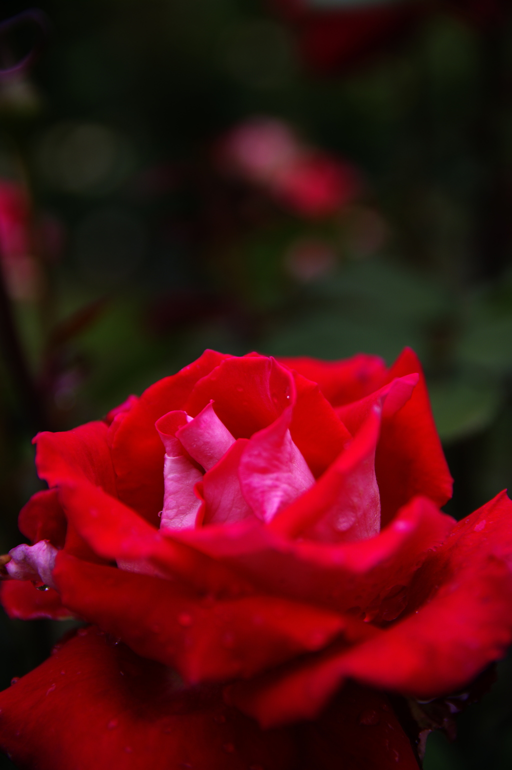 濡れた赤い薔薇