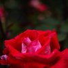 濡れた赤い薔薇