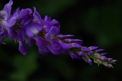 夏の紫の花