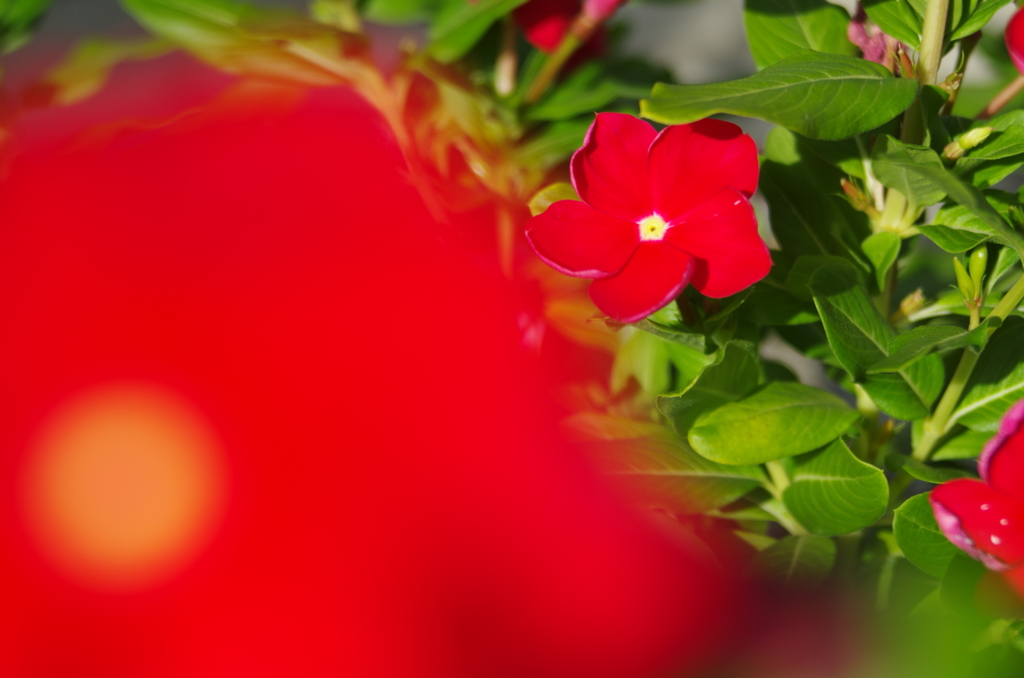 かわいい赤い花