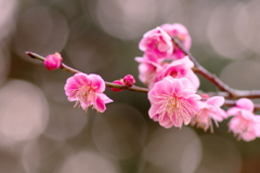 開花した八重の紅梅