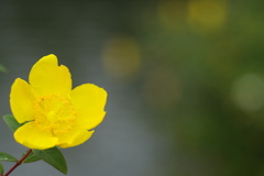 湖畔の花