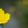 湖畔の花