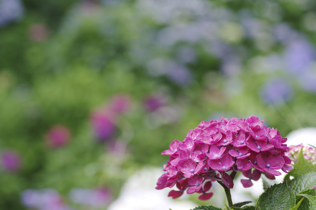 きれいに咲いた紫陽花