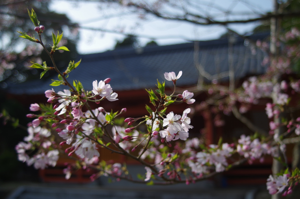 桜４