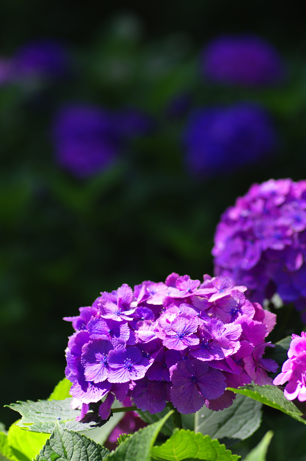 日差しが当たる紫陽花