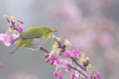 メジロと早桜