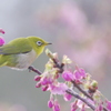 メジロと早桜