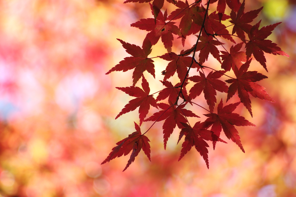 紅葉を背景に