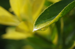 雨上がり１