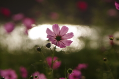 コスモスの花に囲まれたコスモス