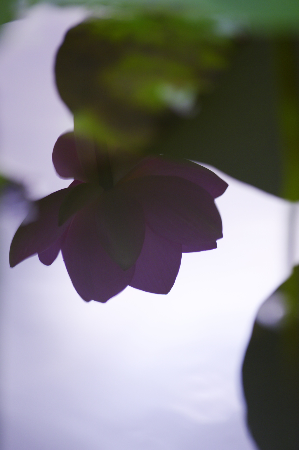水鏡に浮かぶ蓮の花