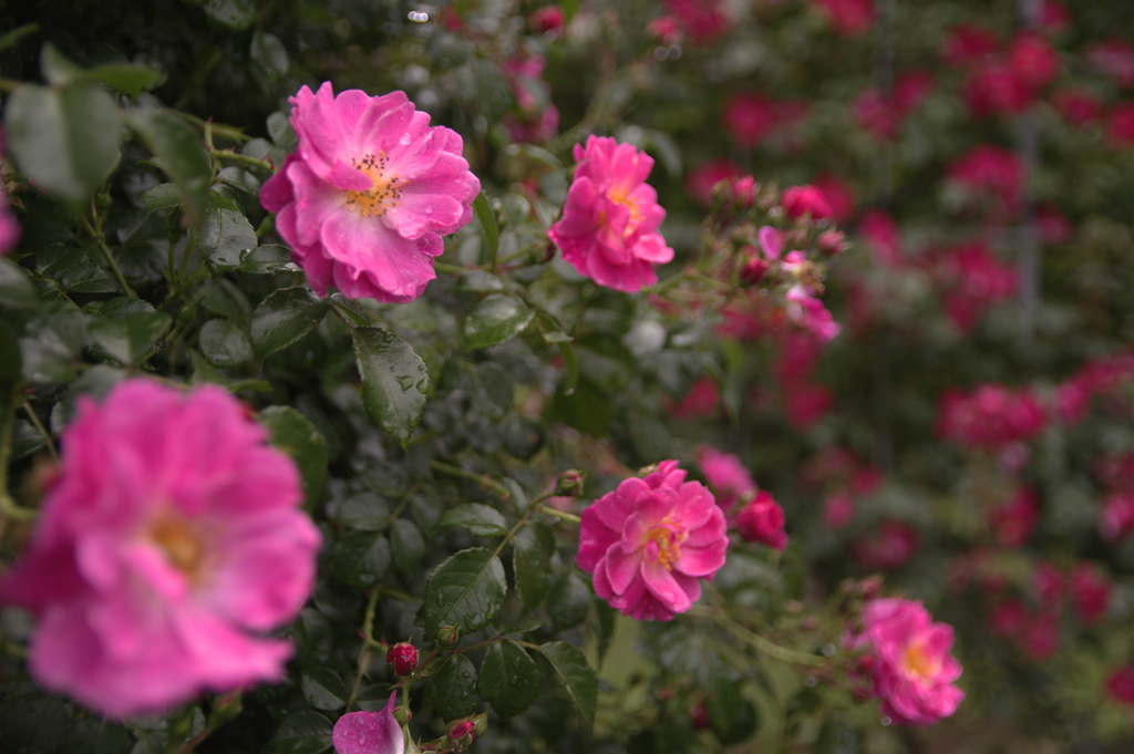 濡れたつる薔薇