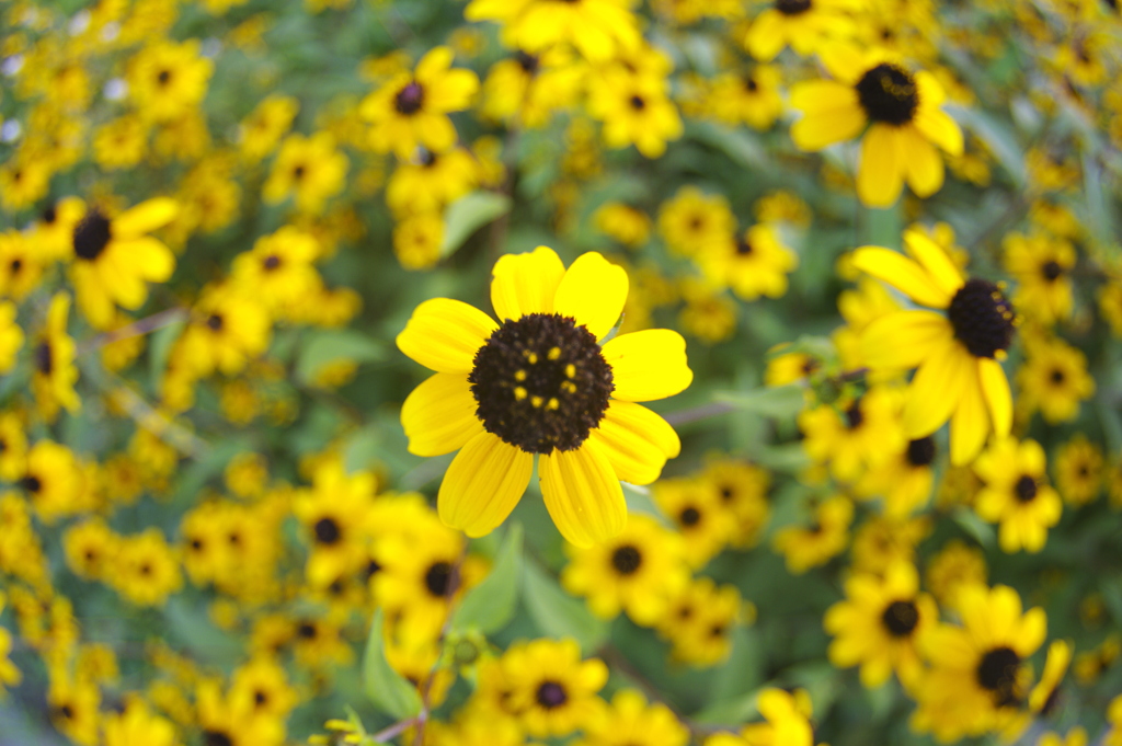 ルドベキアの花束
