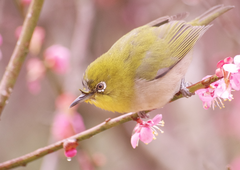 蜜を探すメジロ