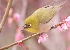 蜜を探すメジロ