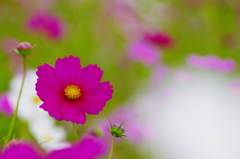 秋桜
