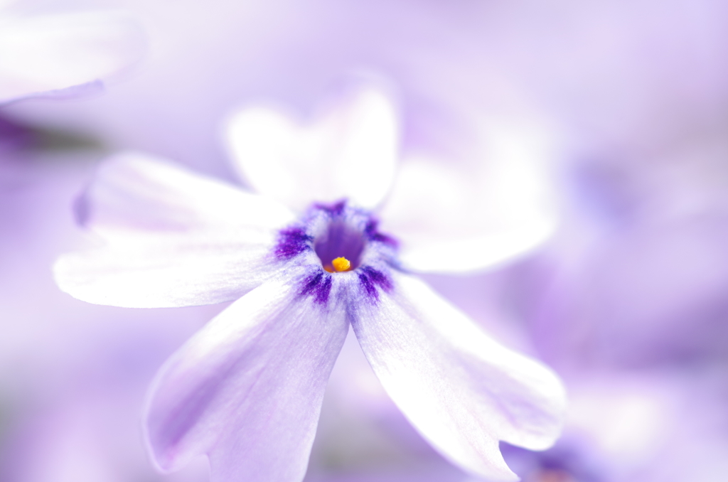 雲海を飛ぶ花
