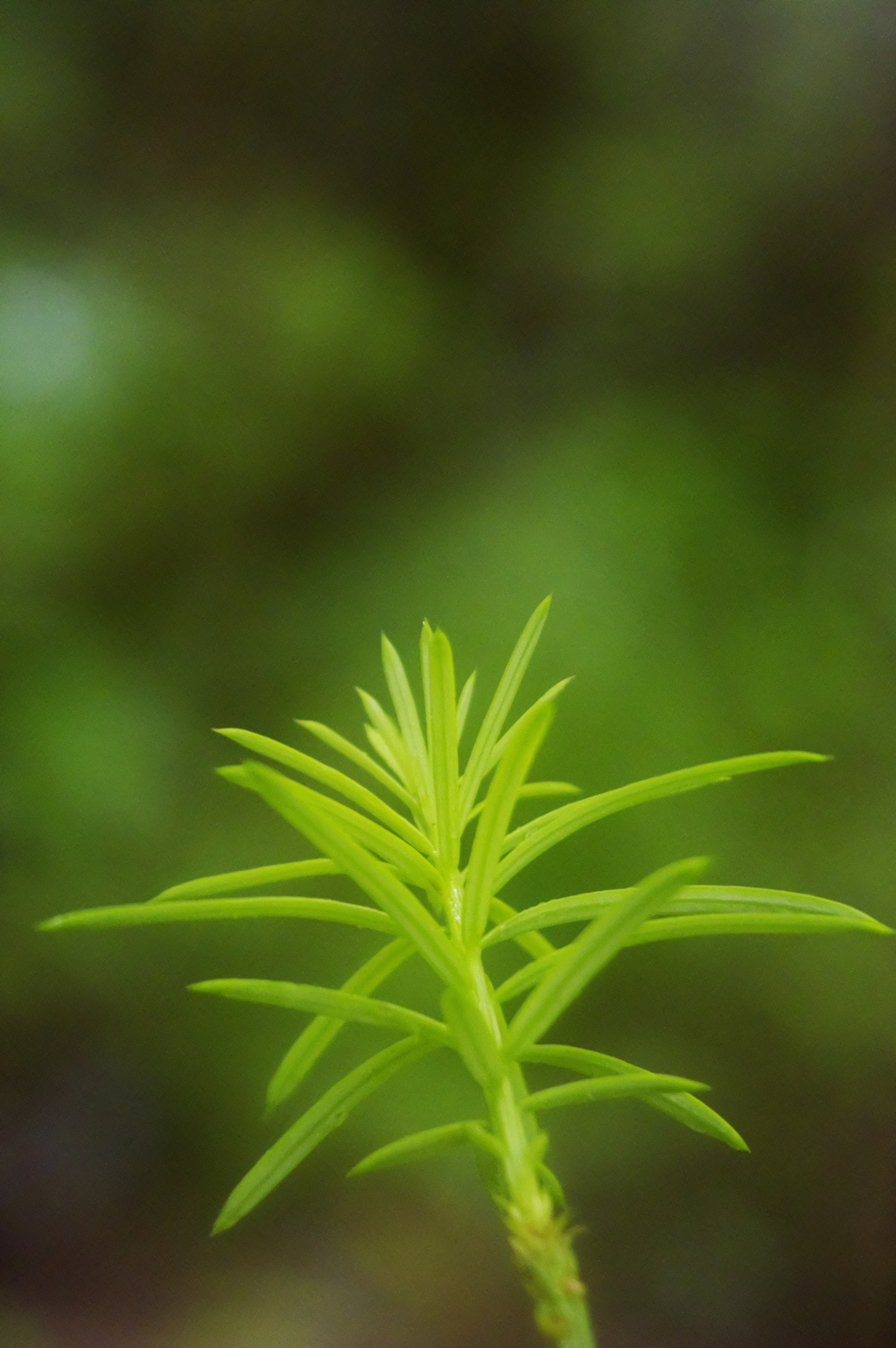 霞む新芽