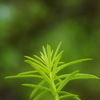 霞む新芽