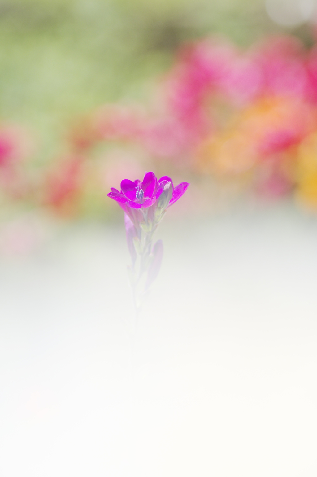 白に浮かぶ紫の花