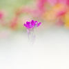 白に浮かぶ紫の花