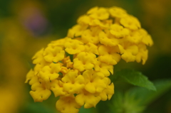 夏の黄色い花１