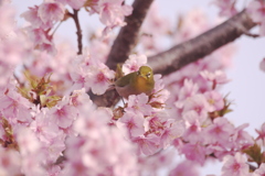 桜の中のめじろ