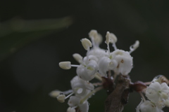 小雨の中の白い花