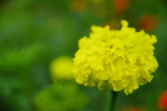 雨降る前の花壇
