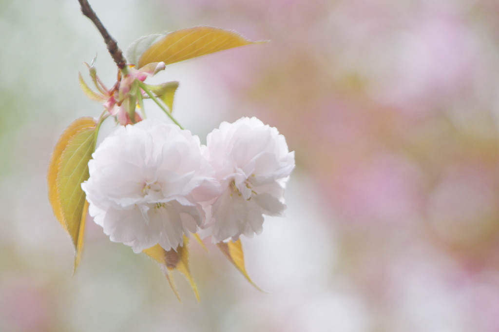 満開の八重桜