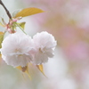 満開の八重桜