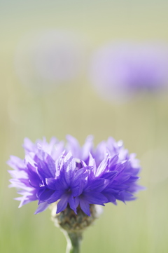 朝の紫の花
