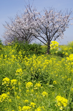 桜と菜の花と青空と