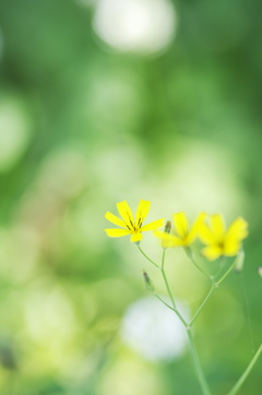 かわいい黄色い花